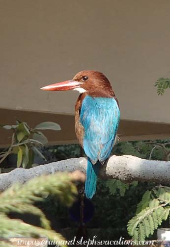 White-throated kingfisher