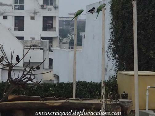 Mynas eat from Mukul's bird table while parakeets congregate