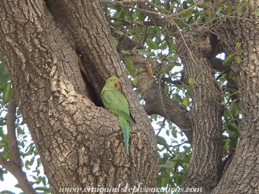 Parakeet