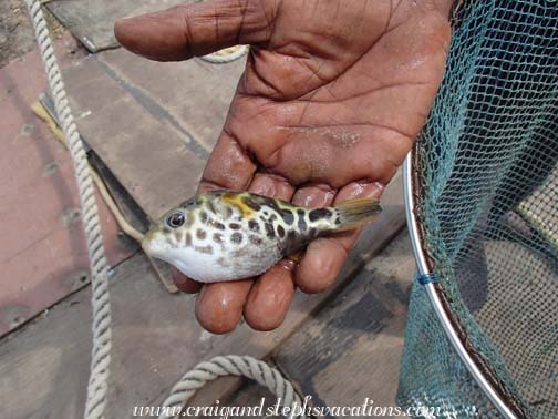 Our catch with the Chinese fishing nets