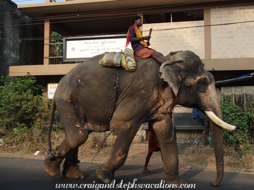 Elephant walking down the road