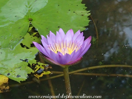 Lotus at the nursery