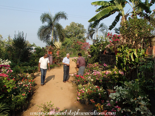 Buying a plant at the nursery