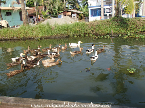 Ducks in the canal