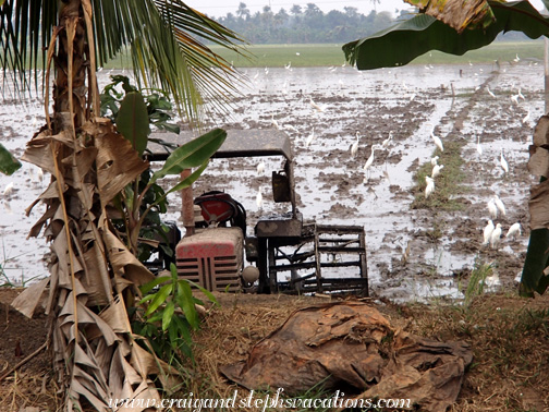 Tractor and egrets