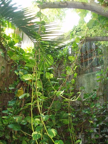 Courtyard, Luz en Yucatan