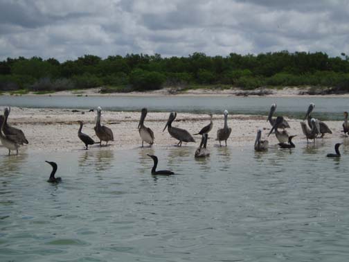 Cormorants and Pelicans, Celestun