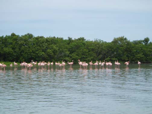 Flamingos, Celestun