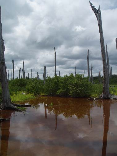 Petrified Forest, Celestun