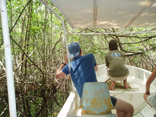 Entering the mangrove forest