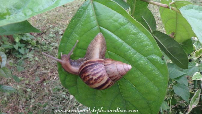 3-inch-snail in the bushes outside the British Administrative building 