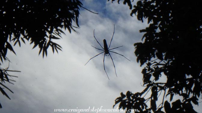 Spider, Shwe Lat Pan Village