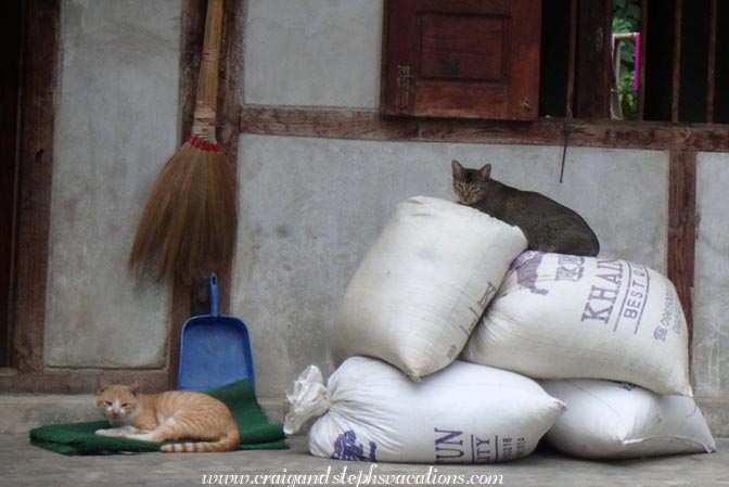 Cats lounging on a porch, Shwe Lat Pan Village