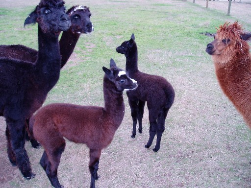 Baby alpacas and Stephanie the Alpaca