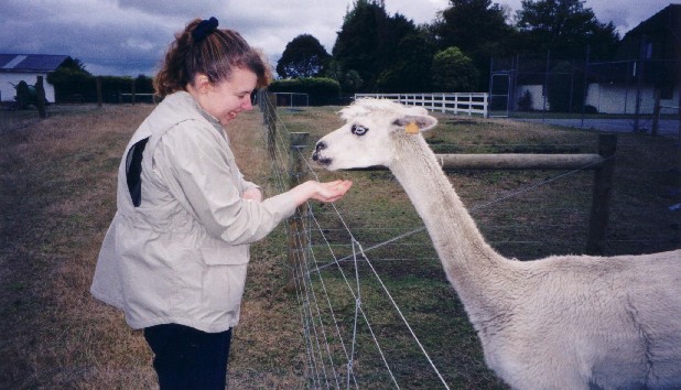 Steph feeding the blue-eyed alpaca