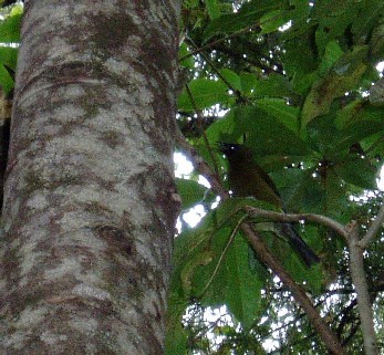 Bell Bird at Te Pukatea Bay