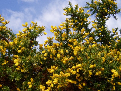 Flowers at Anchorage