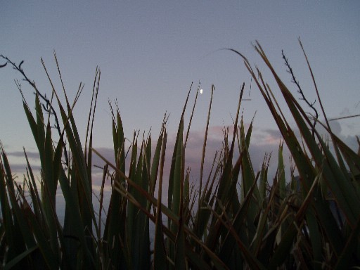 Moonrise, Punakaiki