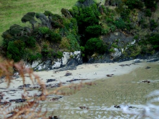 Penguin coming ashore for the night