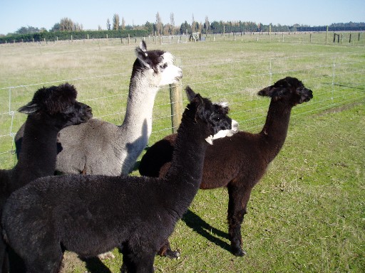 The alpacas greet us