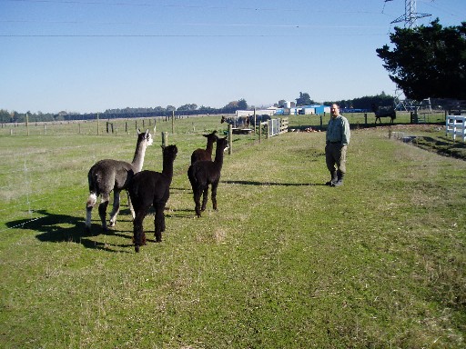 Alpacas following Craig