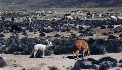 Herd of alpacas on the side of the road