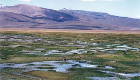 Salt flats in the highlands, where flamingos were seen