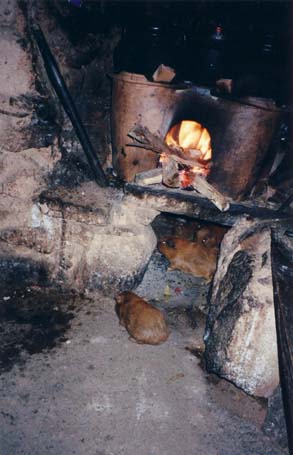 Cuy enjoying the heat of the stove in Valeria's kitchen