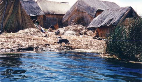 Cat on the Uros Islands