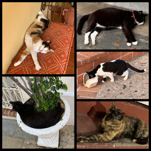 Street cats of Old San Juan