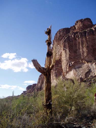 Dead seguaro, Peralta Trailhead, Tonto National Forest