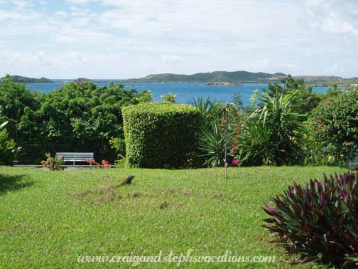 Iguana in the sprinkler, Secret Harbour