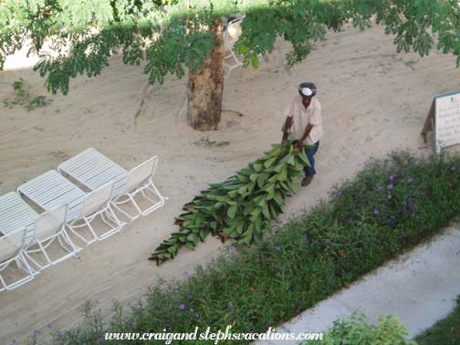 Pruning the Sea Grapes