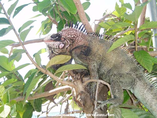 Iguana in a Tree