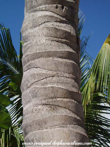 Palm Trunk