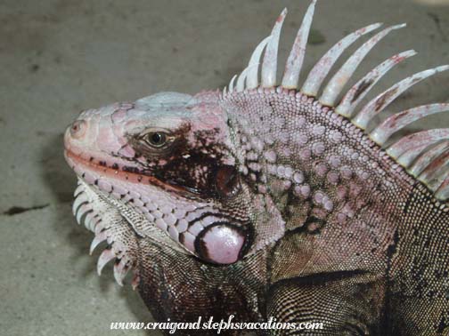 Iguana