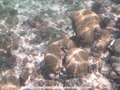 Brain coral