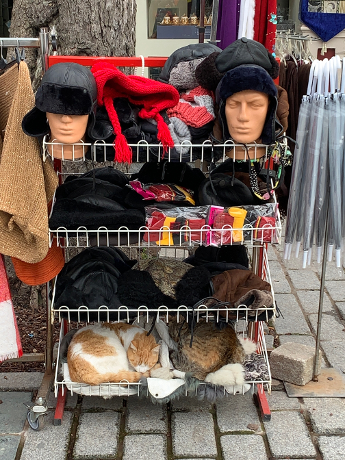 Cats or fur hats? #kedi