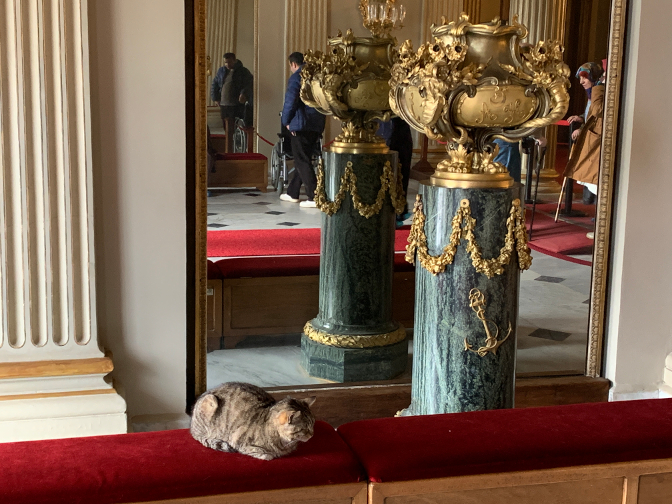 Dolmabahçe Palace #Kedi