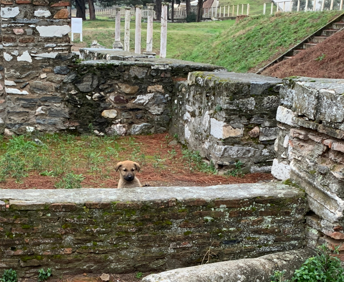 Puppy who eagerly showed us around the Byzantine shop ruins at Sardis