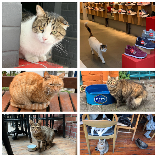 Street cats in Kadiköy and Nişanstaşi #kedi