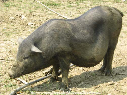 Pot-bellied pig