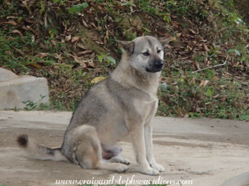 Dog that walked with us