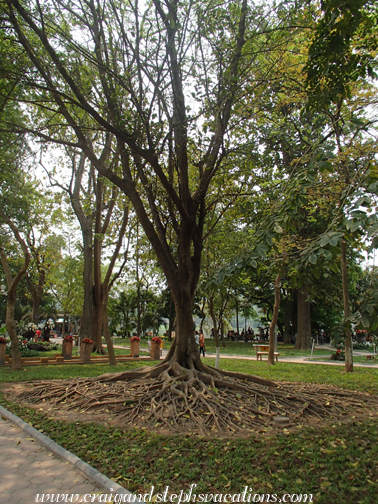 Tree near Hoan Kiem Lake