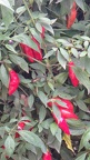 P1270648