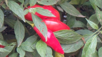 P1270649