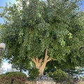 IMG 9589