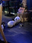 IMG 3217