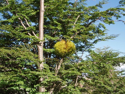 P1040352