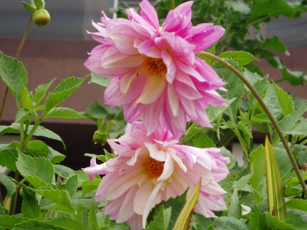 P4130042